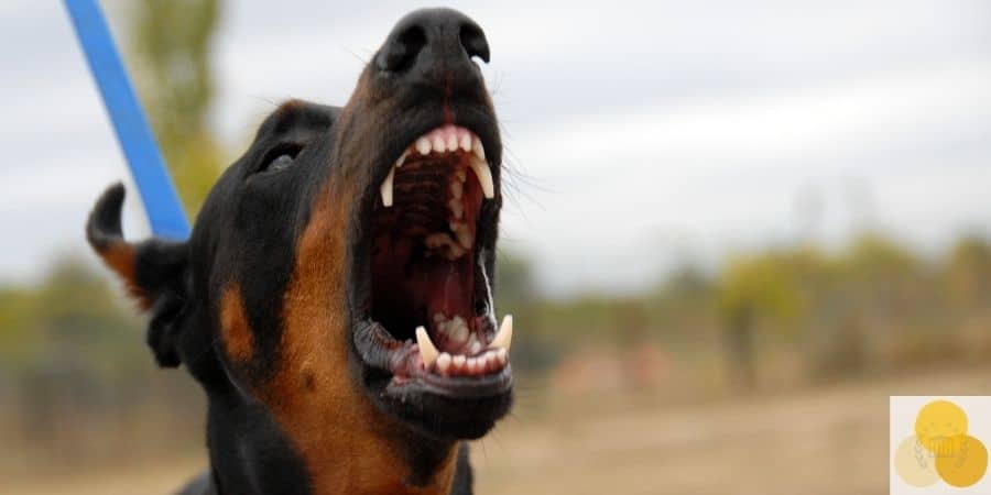Scary animal bite or dog bite